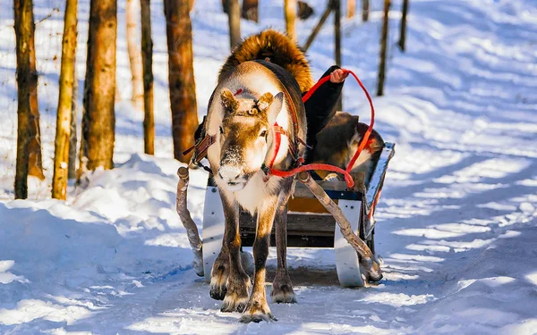 Mulher enquanto as renas passeio de trenó no inverno reflexo Rovaniemi — Fotografia de Stock