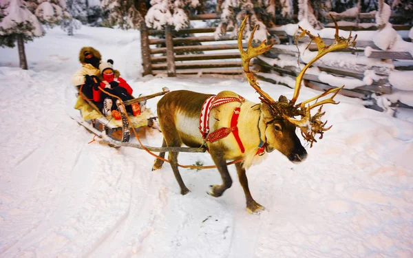 Winter Reindeer sledge racing in Ruka in Lapland in Finland reflex — Stock Photo, Image