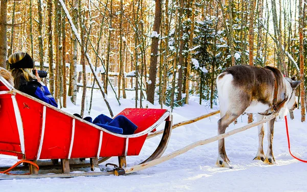 Chica tomando fotos en el trineo de renos en invierno reflejo de Rovaniemi —  Fotos de Stock