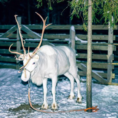 Ren geyiği ayakta Rovaniemi Lapland Finland'deki / daki çiftliğinde
