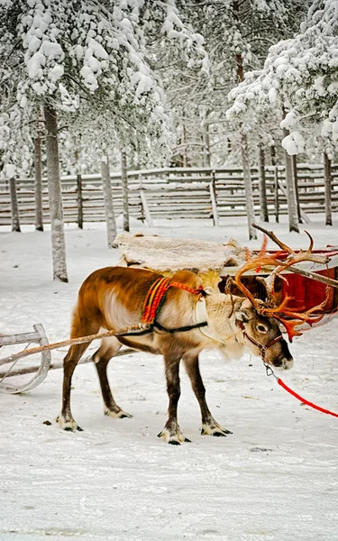 Reindeer in sledge shaking — Stock Photo, Image