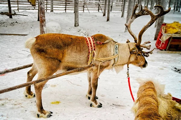Sobí sáně v zimním sněhovém lese na Rovaniemi Finsko Laponsko — Stock fotografie
