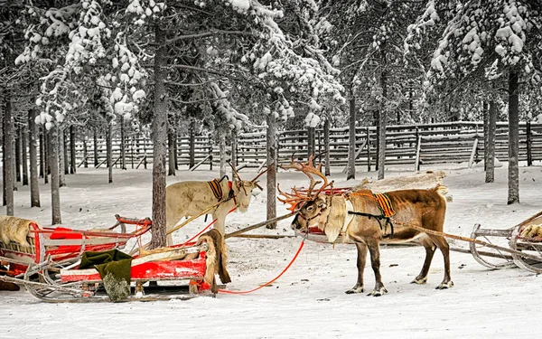 Two reindeers with sledges in winter arctic forest