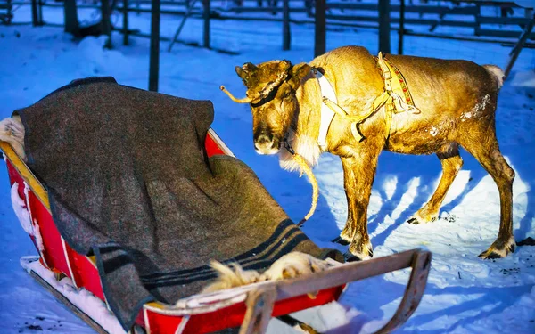 Renna e slitta di notte safari in Lapponia Finlandia — Foto Stock