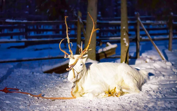 Renne blanche dans une ferme en Laponie Nuit en Finlande du Nord — Photo