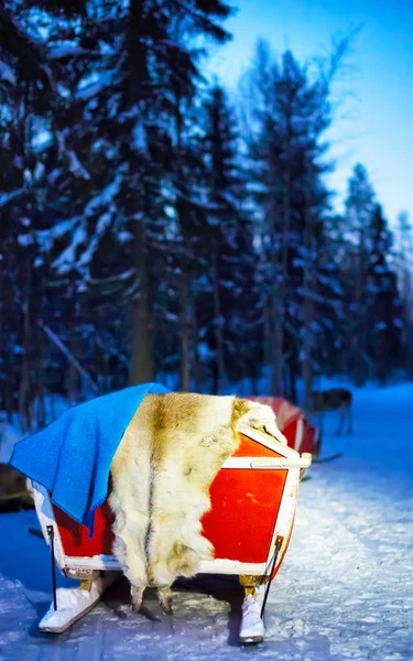 Reno en trineo en el bosque de invierno por la noche en Rovaniemi —  Fotos de Stock