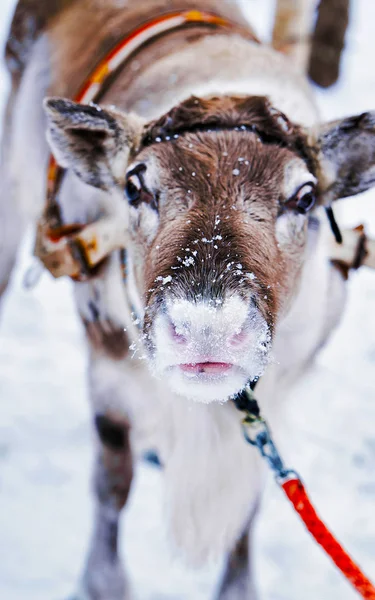 Rena na fazenda no inverno Lapônia Norte da Finlândia — Fotografia de Stock