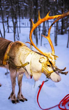 Lapland Finland grupta üzerinde Ren geyiği duran