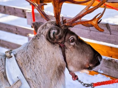 Lapland Finland içinde kış gruptaki Ren geyiği