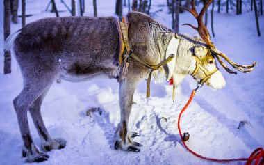Ren geyiği ayakta Lapland Finland'deki / daki çiftliğinde