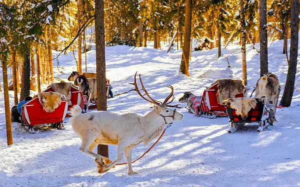 Salto de renas brancas na fazenda de inverno na Lapônia Finlândia — Fotografia de Stock