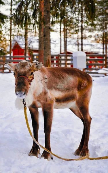 Rena sem chifres na fazenda no inverno Lapônia finlandesa — Fotografia de Stock