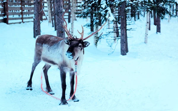 Reindeer in harness on snowy winter farm Lapland — Stock Photo, Image