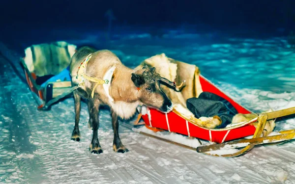 Reno y trineo por la noche safari en el bosque Rovaniemi —  Fotos de Stock