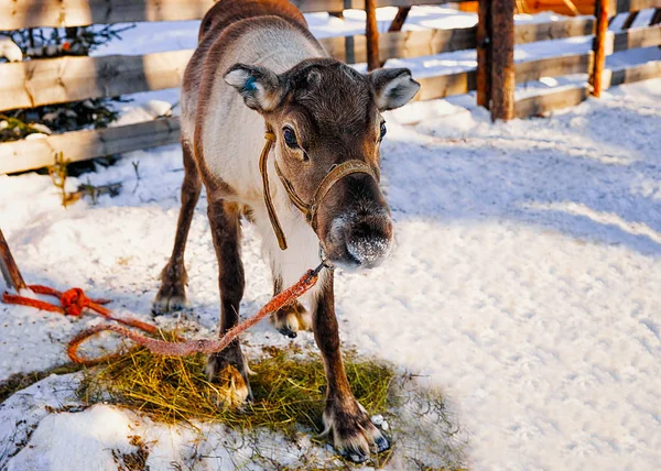 Renos en la granja en invierno Norte de Finlandia —  Fotos de Stock