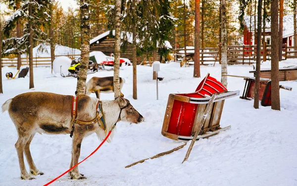 Renos sin cuernos en trineo en invierno Laponia finlandesa —  Fotos de Stock