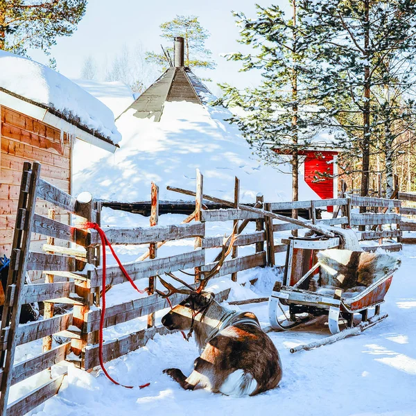 Финляндия зимой каталась на оленях в Лапландии — стоковое фото