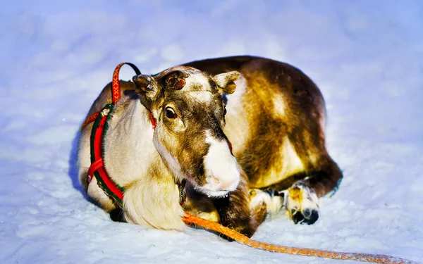 Renas deitadas na neve na fazenda na Lapônia Finlândia — Fotografia de Stock