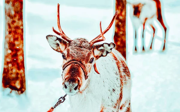 Reno marrón en Finlandia Laponia en invierno — Foto de Stock