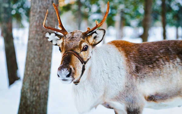 Renos en granja de invierno en Laponia Norte de Finlandia —  Fotos de Stock