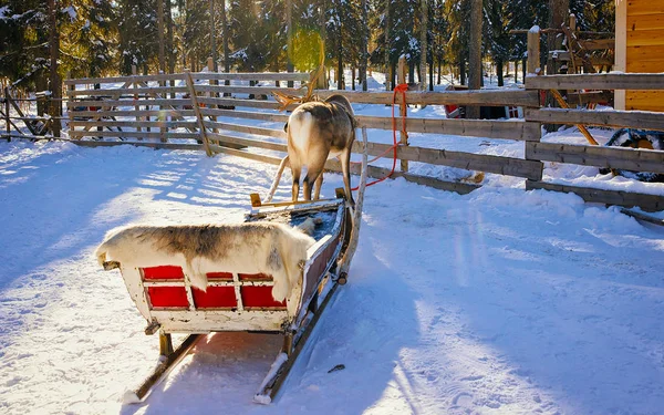 Rendieren slee in de winter Rovaniemi — Stockfoto