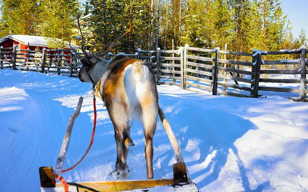 Renna corsa slittino in Lapponia Finlandia — Foto Stock