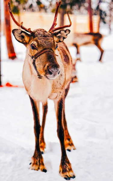Reno marrón en Finlandia en Laponia invierno —  Fotos de Stock