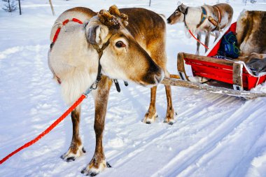 Ren geyiği kızak kış Fin Lapland boynuz olmadan