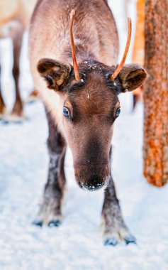 Kışın Lapland Rovaniemi Kuzey Finlandiya gruptaki Ren geyiği
