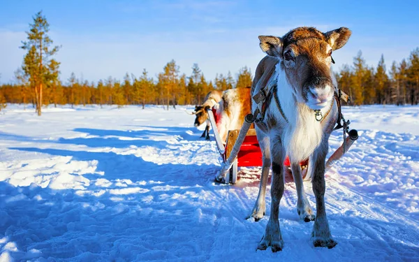 Renos con trineo y bosque invernal en Laponia Norte de Finlandia —  Fotos de Stock
