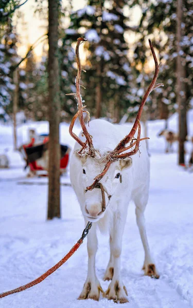 白色的驯鹿在冬季拉普兰芬兰农场 — 图库照片