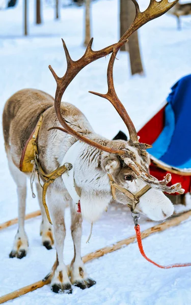 Reindeer with sledge at winter forest in Lapland Northern Finland — Stock Photo, Image