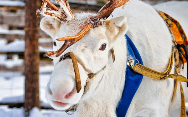 Renas brancas na fazenda no inverno Lapônia Norte da Finlândia — Fotografia de Stock