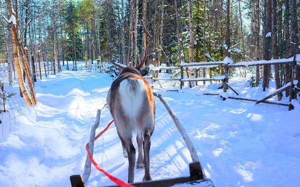 Carrera de trineo de renos Laponia Finlandia Rovaniemi —  Fotos de Stock