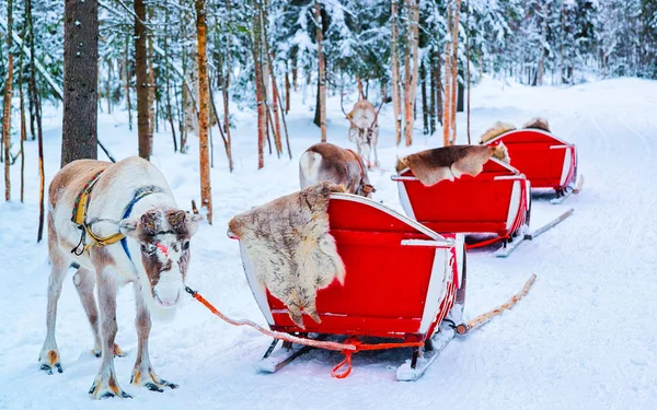 Reindeer with sled caravan in winter forest in Rovaniemi — Stock Photo, Image