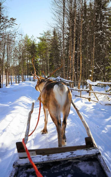 Carrera de trineo de renos Laponia Finlandia —  Fotos de Stock