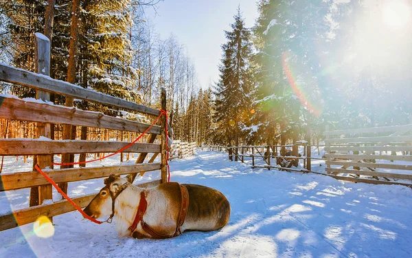 Renna in fattoria invernale Lapponia — Foto Stock