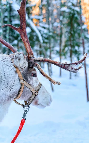 Renos en granja invierno Laponia Rovaniemi Norte de Finlandia —  Fotos de Stock
