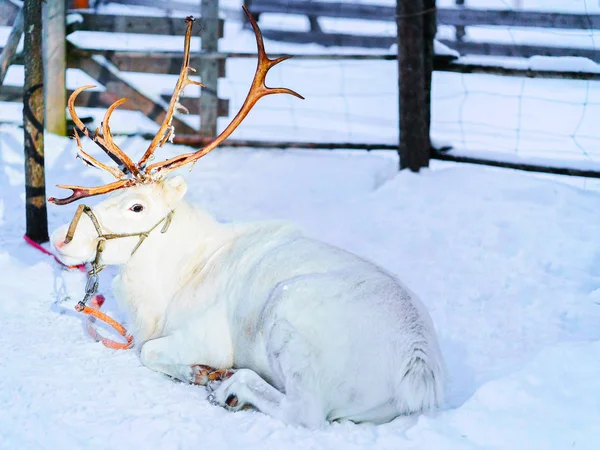 Rena na fazenda de inverno Lapônia Rovaniemi Finlândia — Fotografia de Stock