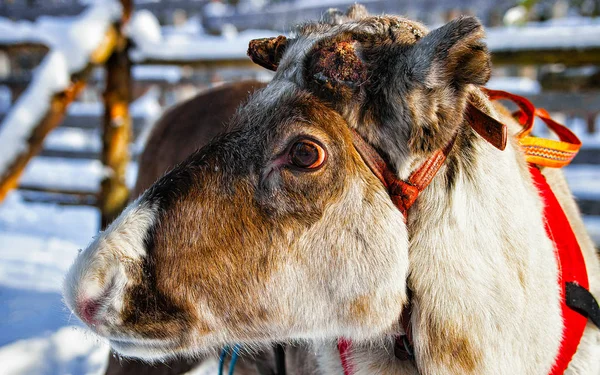 Renas no inverno da fazenda Lapônia Norte da Finlândia — Fotografia de Stock