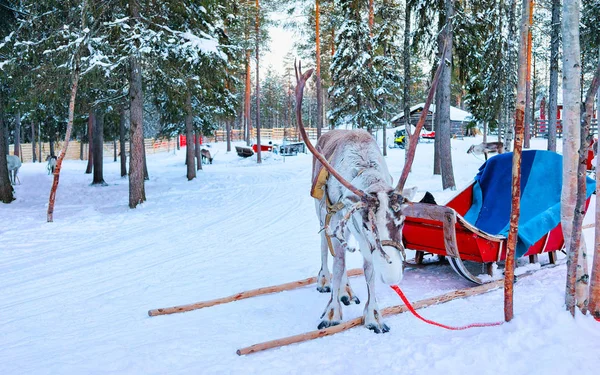 Reindeer with sleigh in forest in winter Rovaniemi Lapland Finland