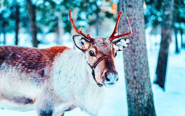 Braune Rentiere in Finnland in Lappland — Stockfoto