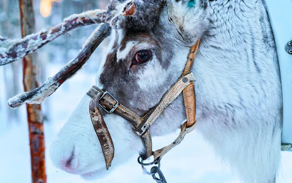 Renna in fattoria d'inverno Lapponia Rovaniemi Finlandia settentrionale — Foto Stock