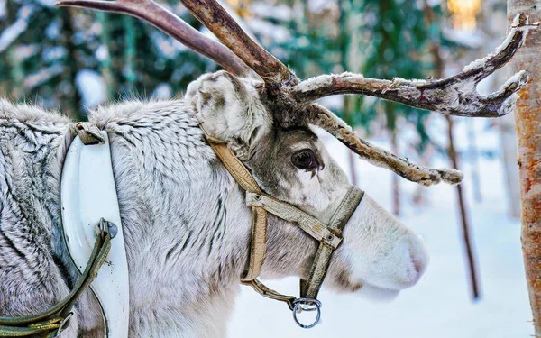 Renos en bosque invernal en Laponia finlandesa —  Fotos de Stock