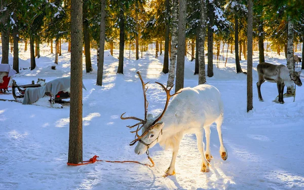 Reno blanco en granja en invierno Laponia Norte de Finlandia Fotos de stock libres de derechos