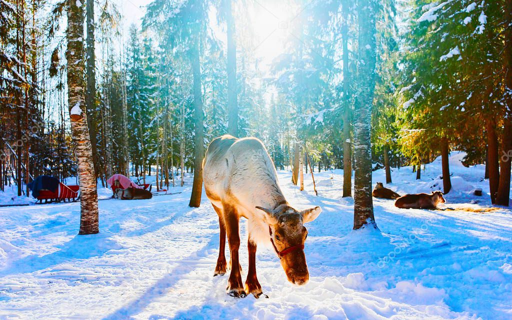 Reindeer in Snow Forest at Rovaniemi Finland Lapland
