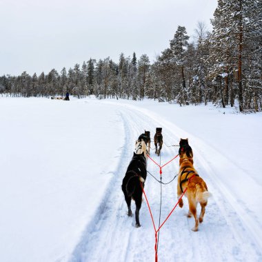Husky kızağı refleksle Finlandiya 'da Laponya' da
