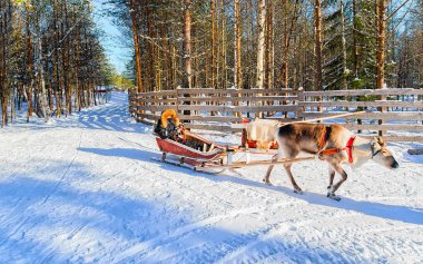Kışın ren geyiği kızağına binen kadın Rovaniemi refleksi