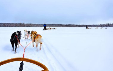 Finlandiya 'da Laponya' da kızak kullanan insanlar refleks gösterir
