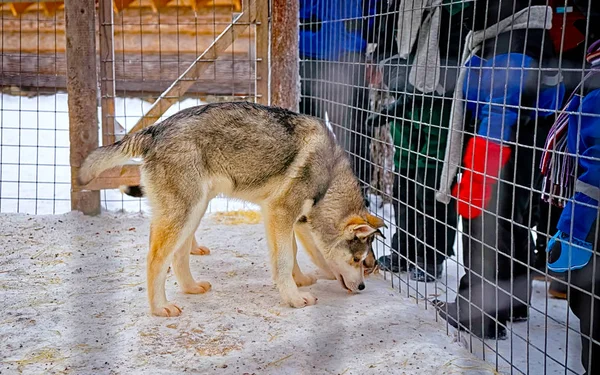 Husky cão na gaiola no reflexo de inverno — Fotografia de Stock